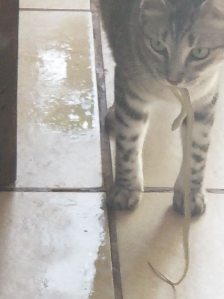 Cat and snake snack