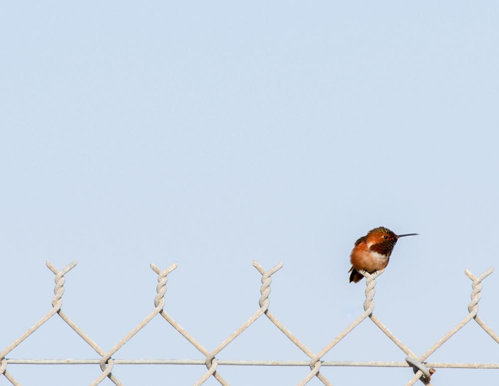 Male Allen’s hummingbird 