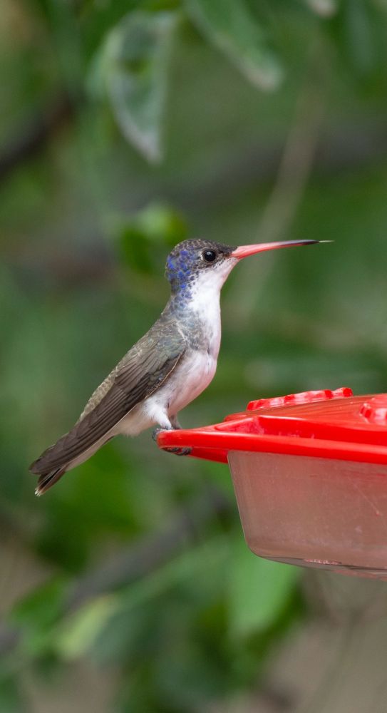 Violet-crowned Hummingbird 
