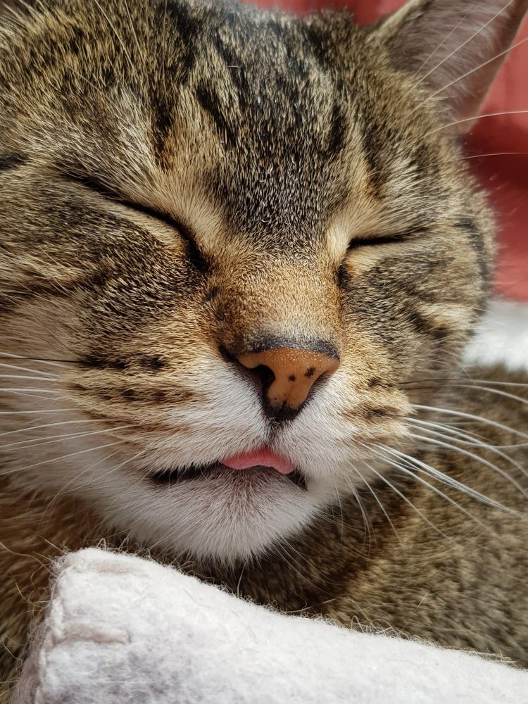 Lissy in Portraitaufnahme. Sie hat die Augen geschlossen und es guckt etwas die Zunge heraus.