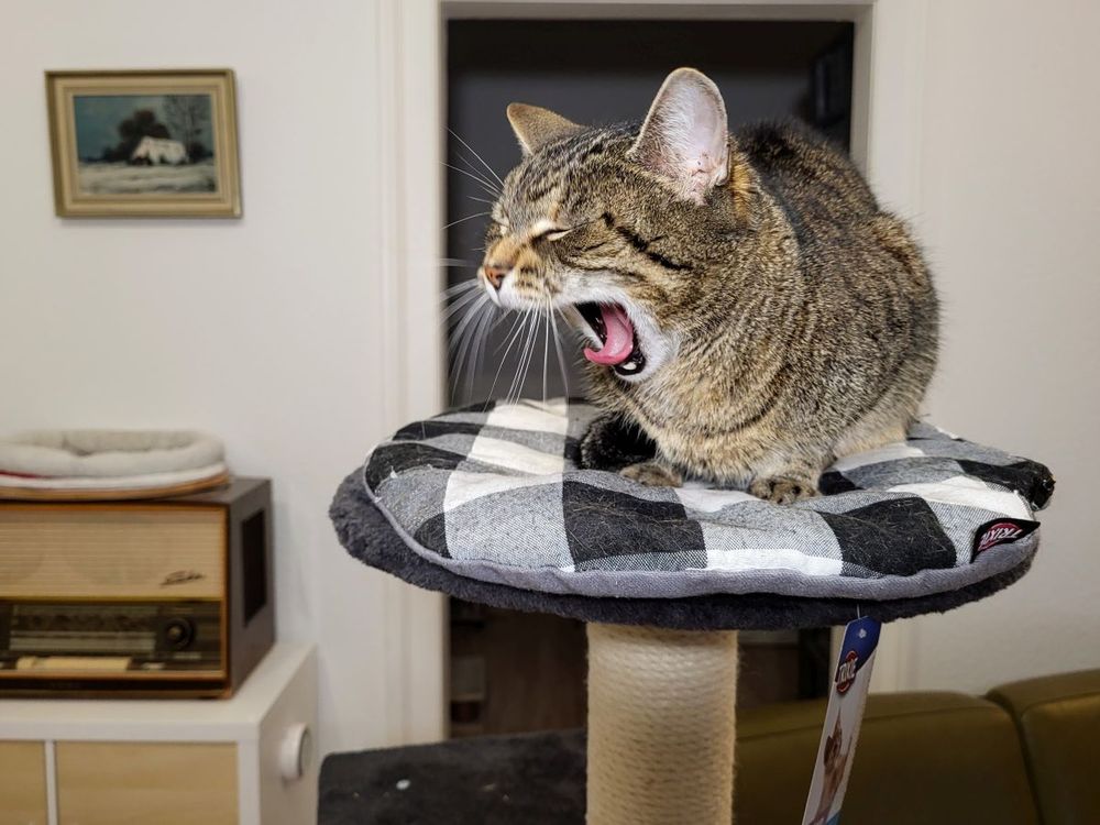 Gähnende Tigerkatze auf Kratzbaum.