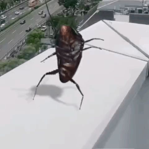 a cockroach is standing on top of a white ledge .