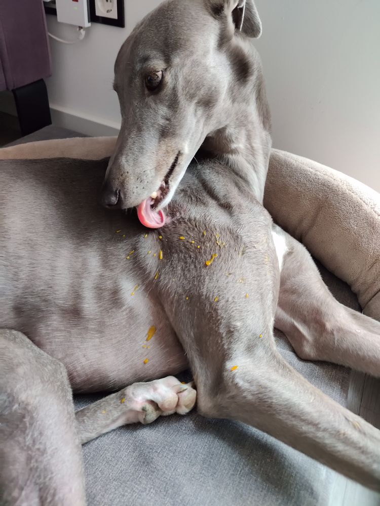 Greyhound is lying down and licking himself. There is orange soup splatter all over him