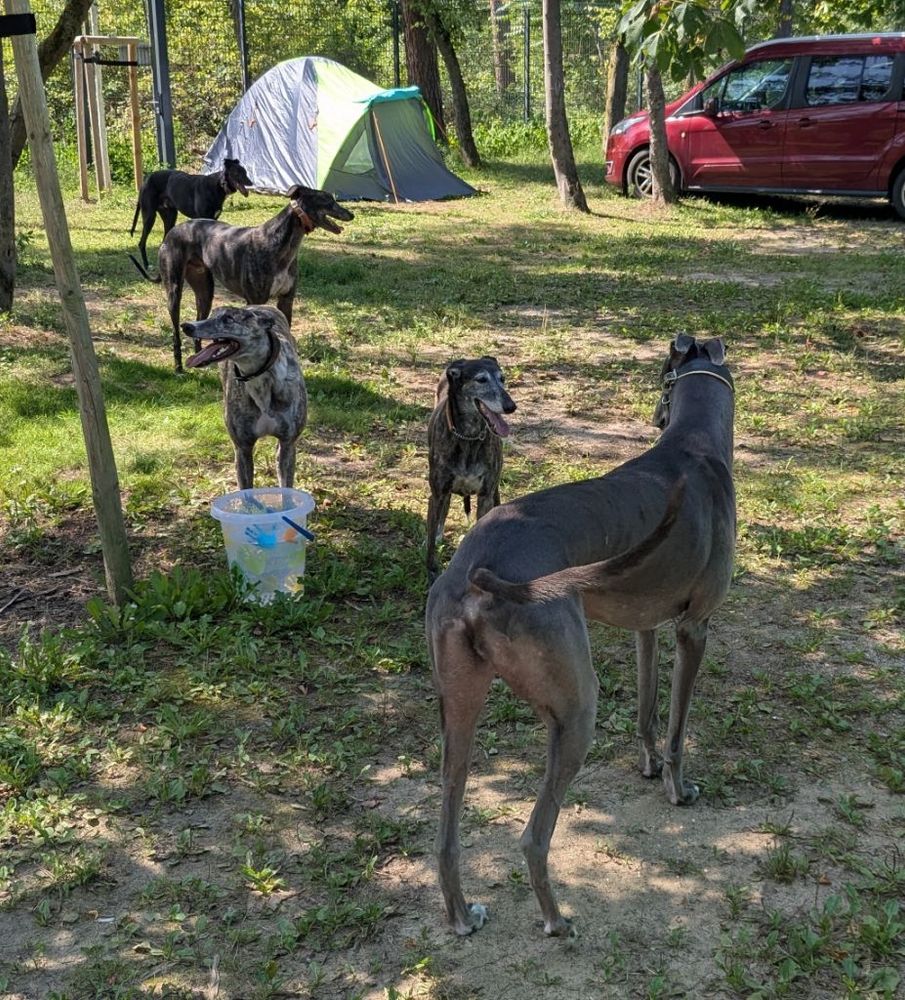 Several greyhounds standing around in a fenced in yard under the shadows of some trees.