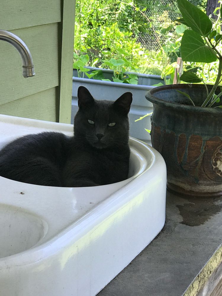One of the most handsome cats imaginable thinking about taking a nap in a sink by a garden. 