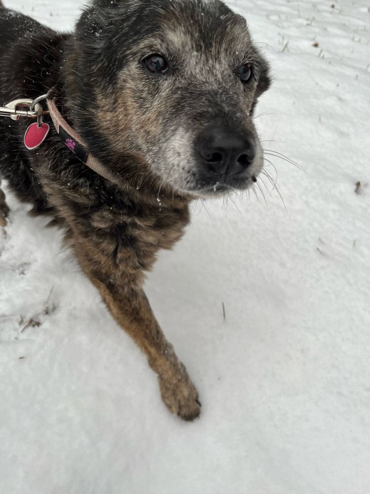 An elderly “puppy” plays in the snow. 