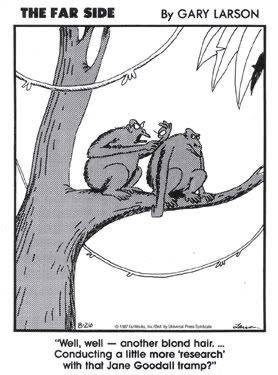 En The Far Side tegning. To chimpanser i et træ. Den ene piller den anden på ryggen.

Teksten lyder:

Well, well - another blond hair....
Conducting a little more ‘research' with that Jane Goodall tramp?"
