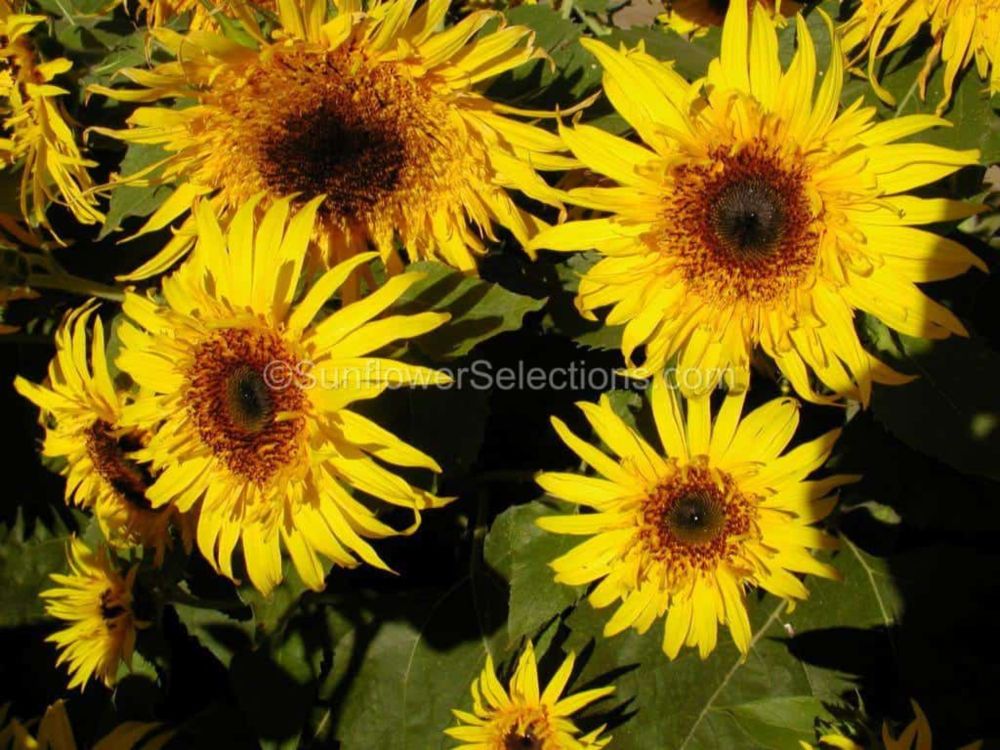 Baby Bear Sunflowers - SunflowerSelections.com