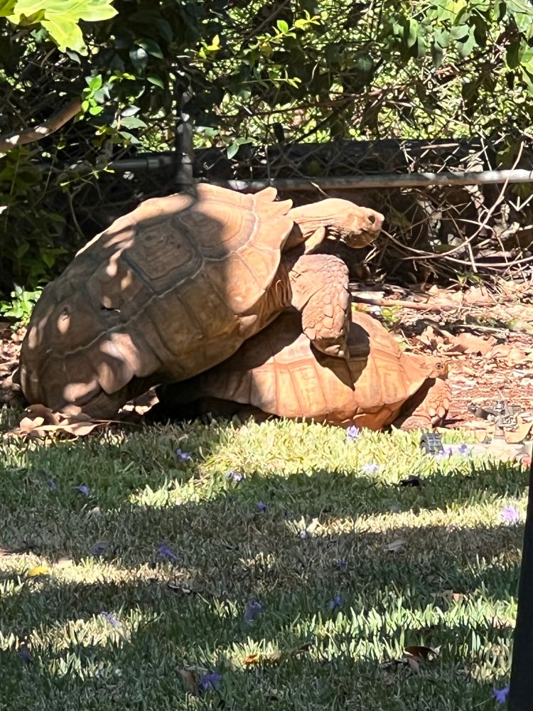 Two tortoises attempting to make baby tortoises