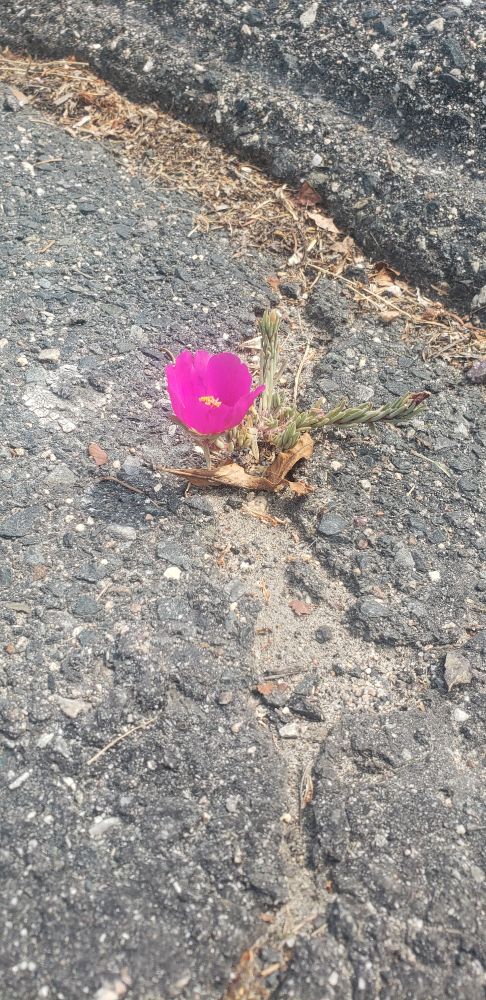 somehow not only has this flower lived in this crack in the asphalt, it bloomed. stubborn little thing. 