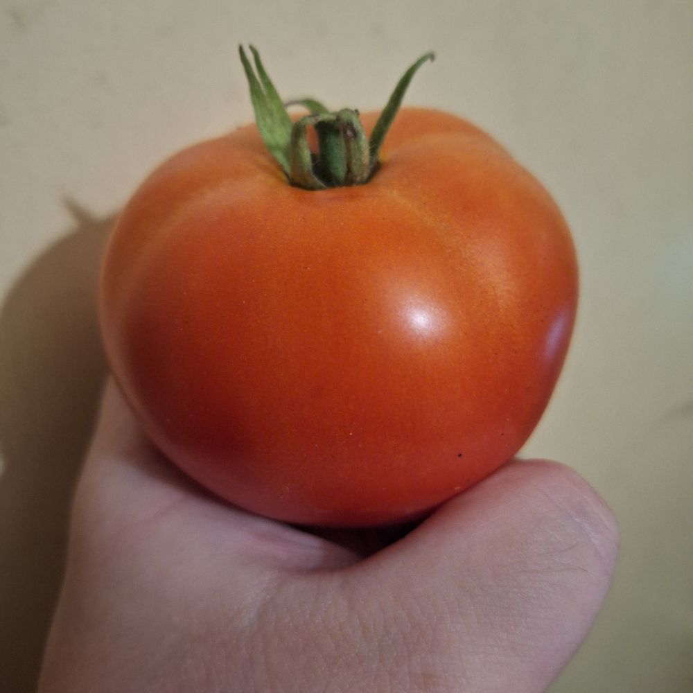 A picture of my hand presenting a tomato from this year's garden which I recently picked.