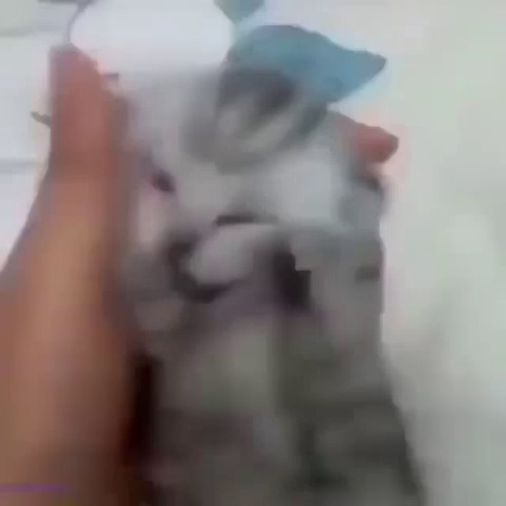 a close up of a person holding a small gray cat .