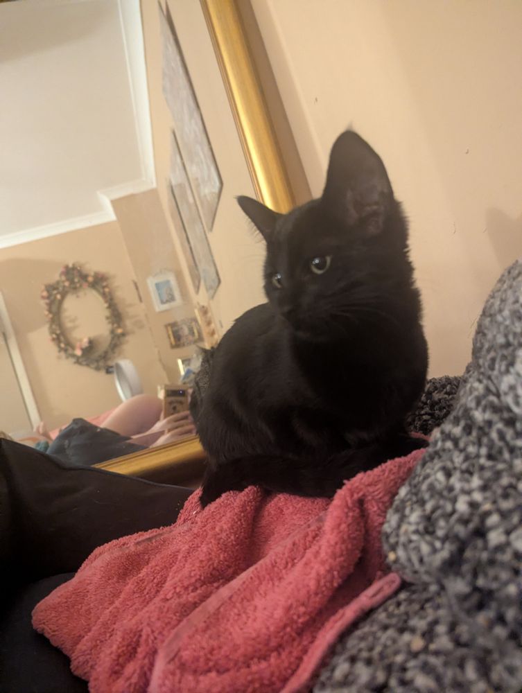 clawdia looking adorable with her little sad eyes and tufty ears. 