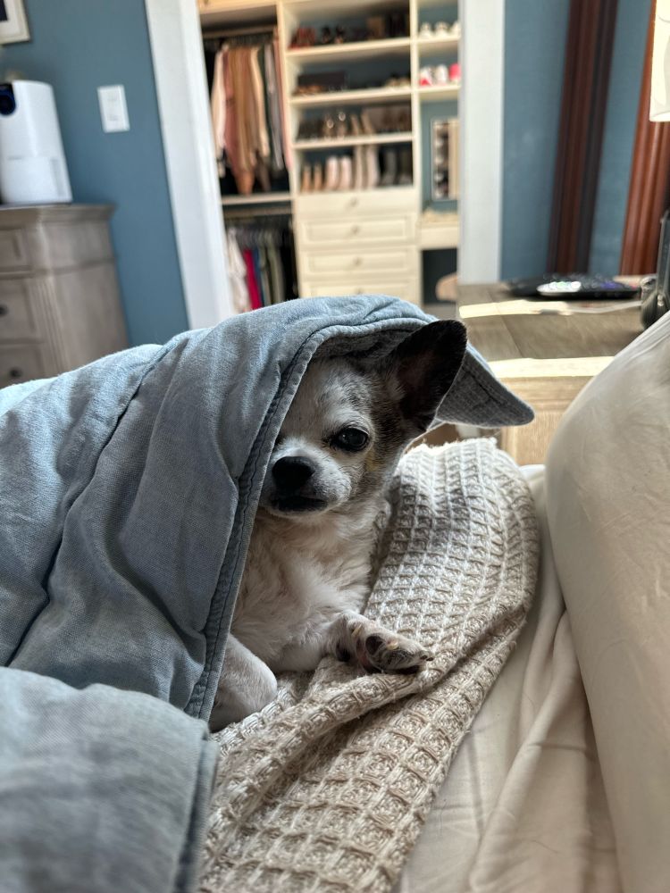 My best friend Mr. Marbles under the comforter like a tiny human.