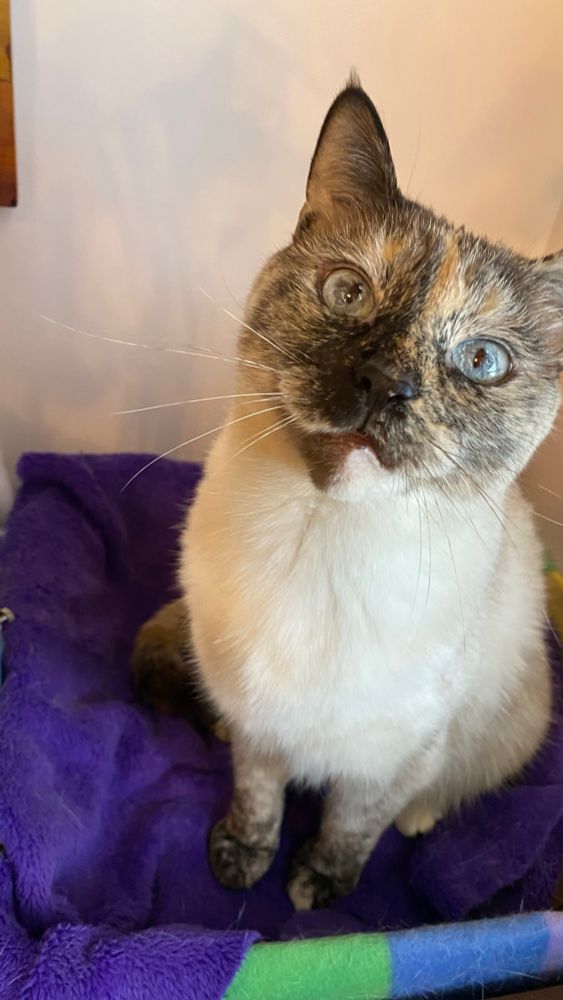 My cat. Tortoise Siamese with blue eyes and not for sale. 