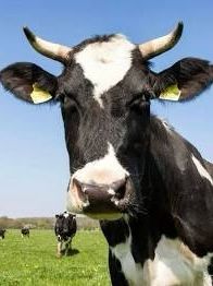 It’s. A. Cow. 