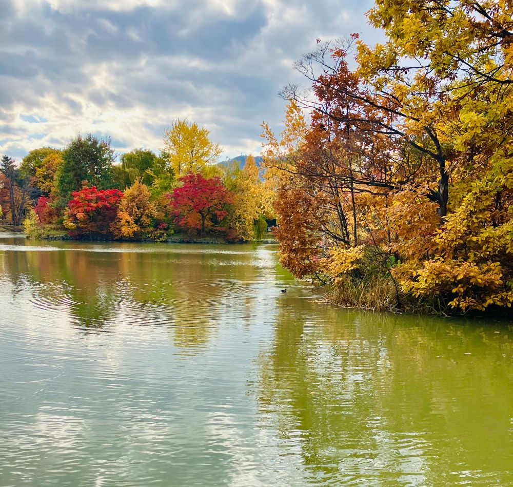 ぱちゃぱちゃ遊んでいる鴨（多分）がいる