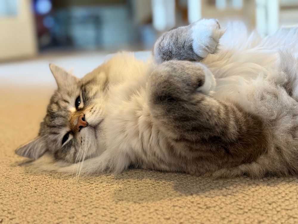 Cat lying on its back with paws up