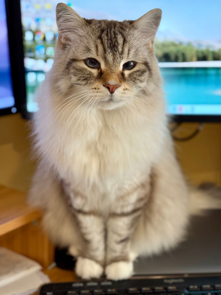 Cat sitting on docked laptop blocking computer monitor