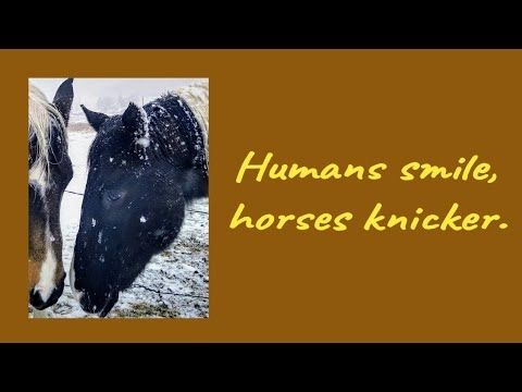 🙂Humans Smile; Horses Knicker🐎 #horses #pets #animals #nature #dogs #ranch #horse