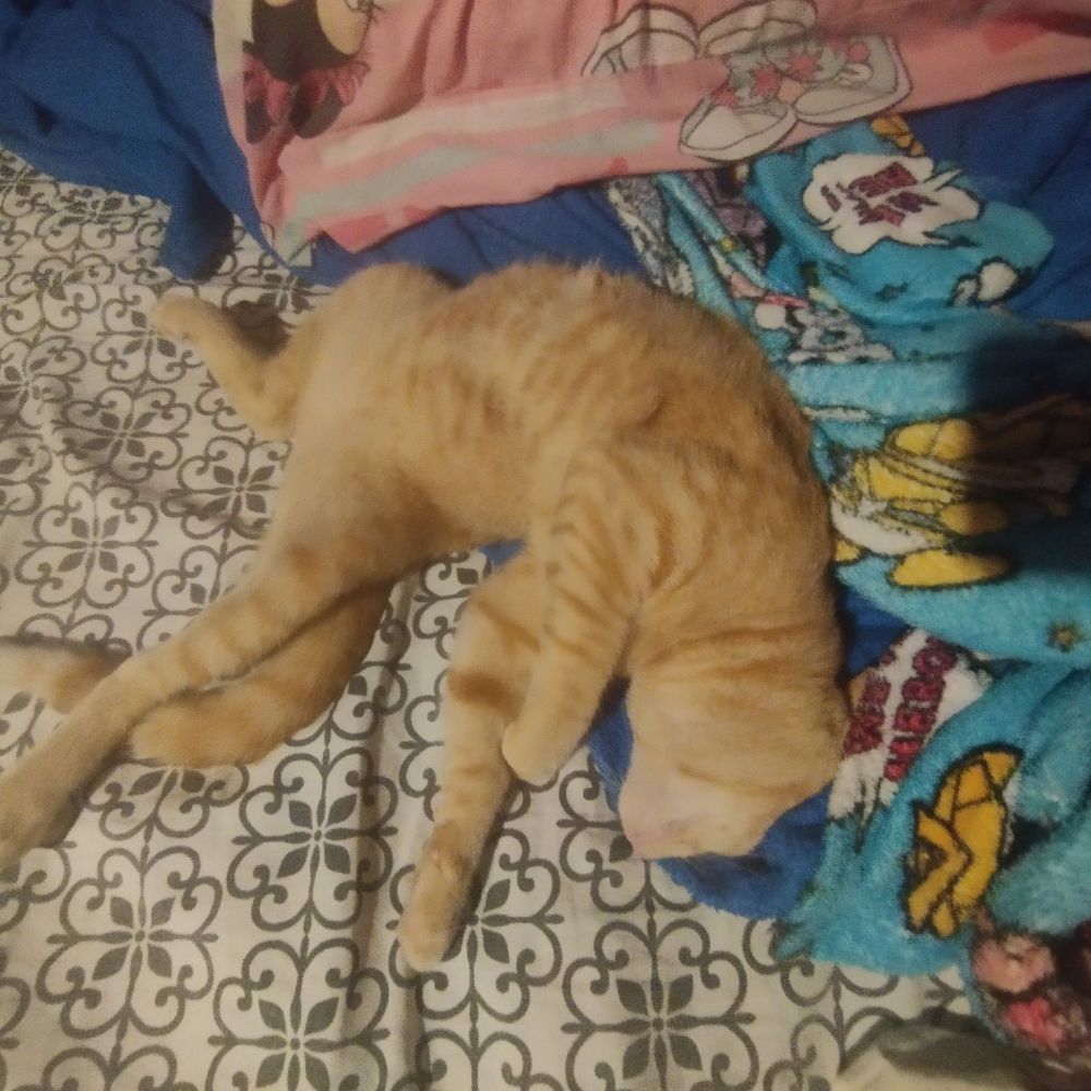 tigrinho fingindo de morto