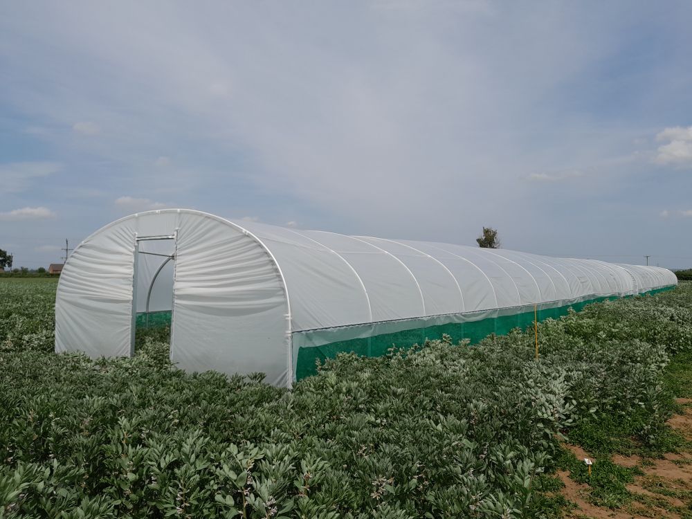 Polytunnel in a field of faba beans 