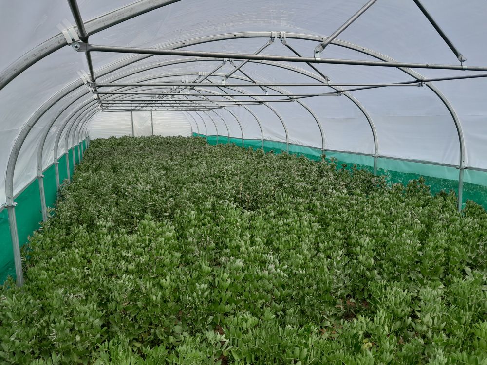 faba beans under polytunnel