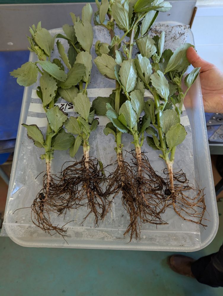 Faba bean plants with root systems on a tray
