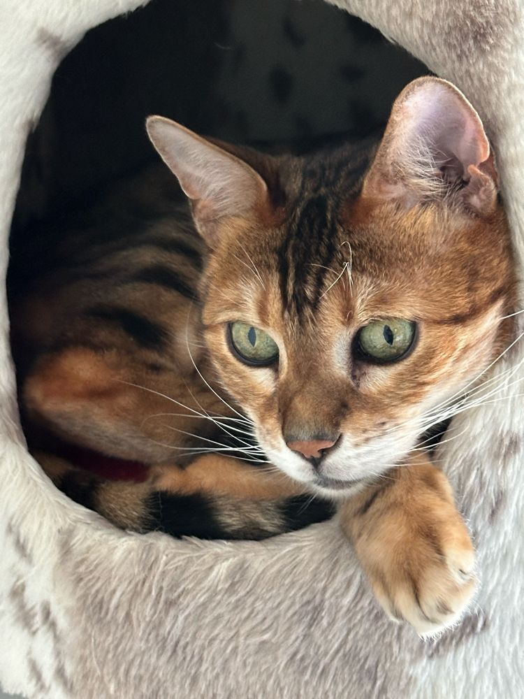 A bengal cat in a cat tree cave 