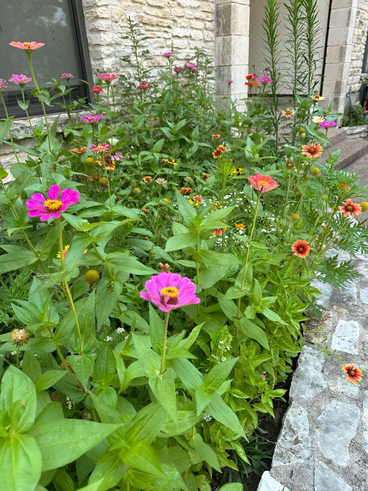 A chaotic but pretty flower garden
