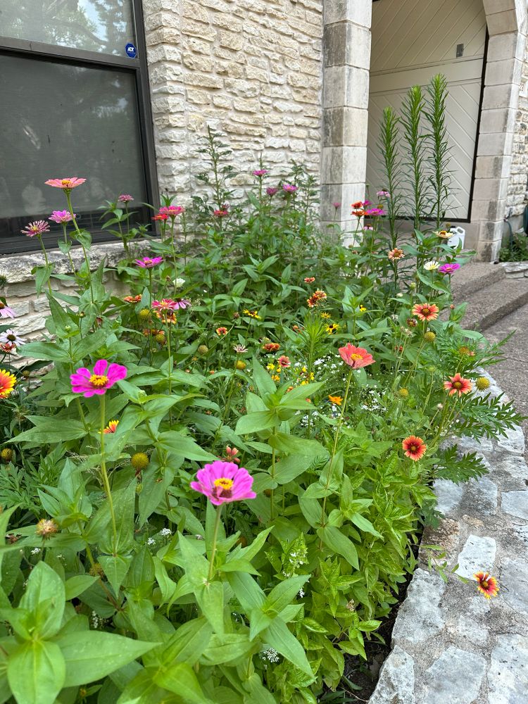 A mix of zinnias and other flowers 