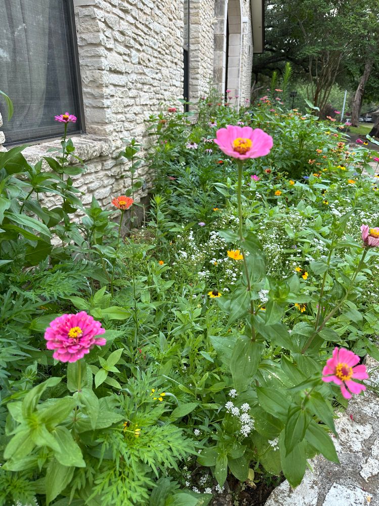 Pink zinnia