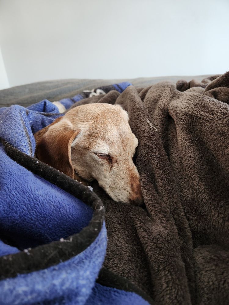 A grey faced weiner dog laying in blankets