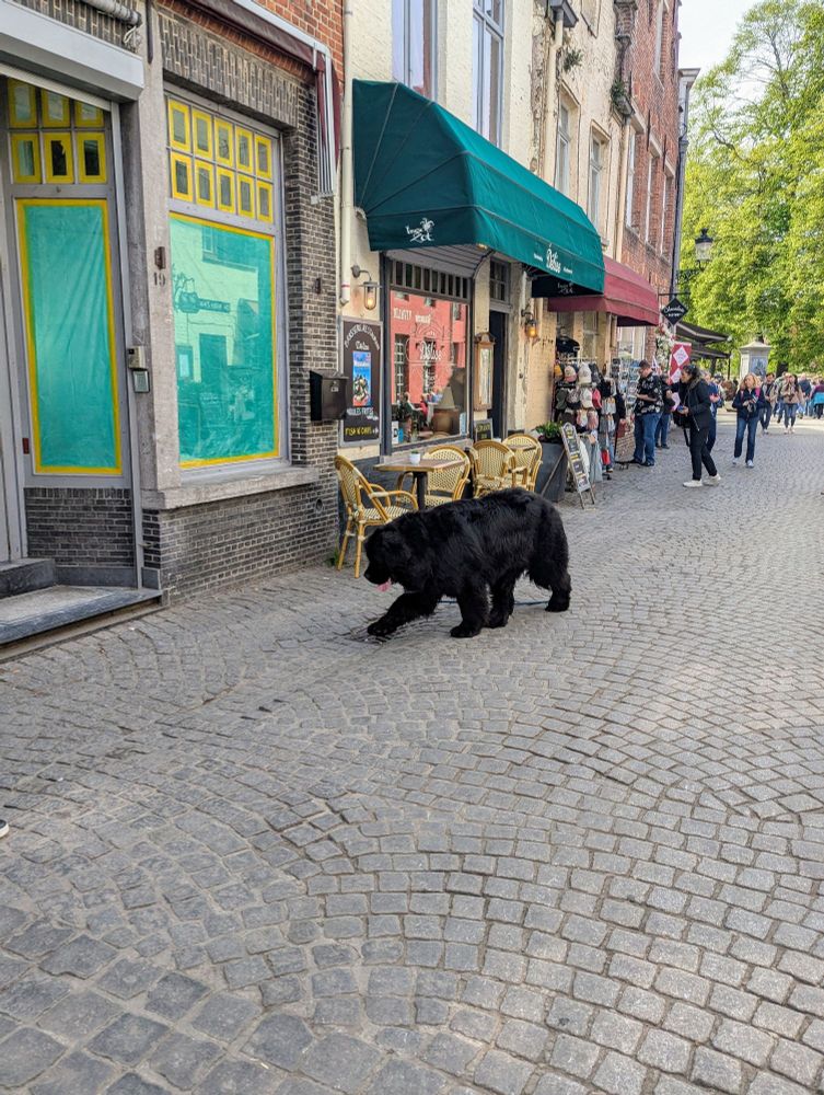 This is not a bear, I kid you not! This mammoth dog was leashed and following his person just outside of the frame.