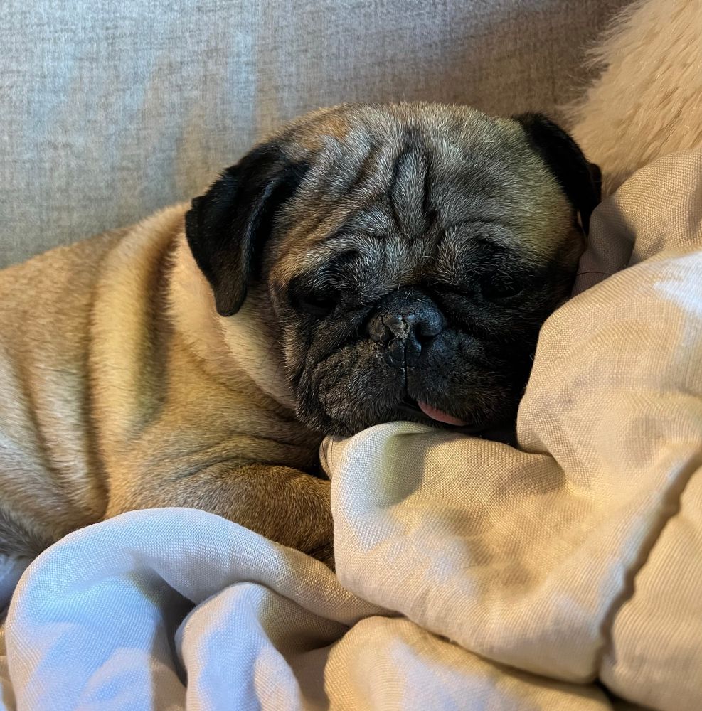 Doctor Waffles, pug. Relaxing on a chair in front of the tv. It’s her job. 