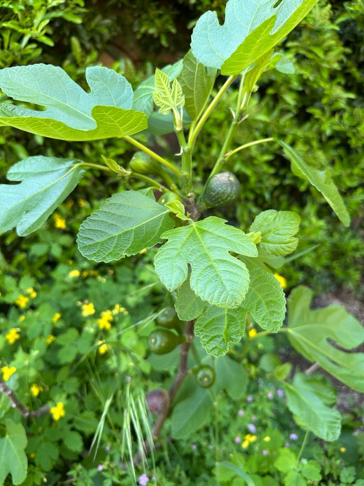 Fig tree - full of fruit in May!