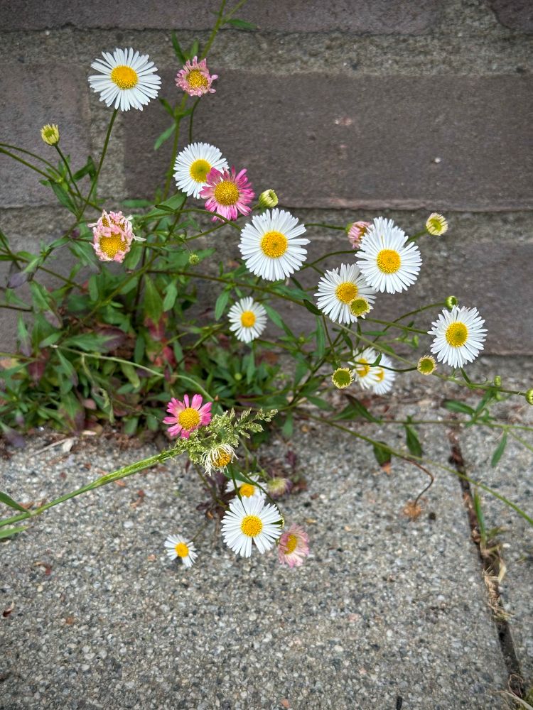Volunteer chamomile growing in sidewalk crack