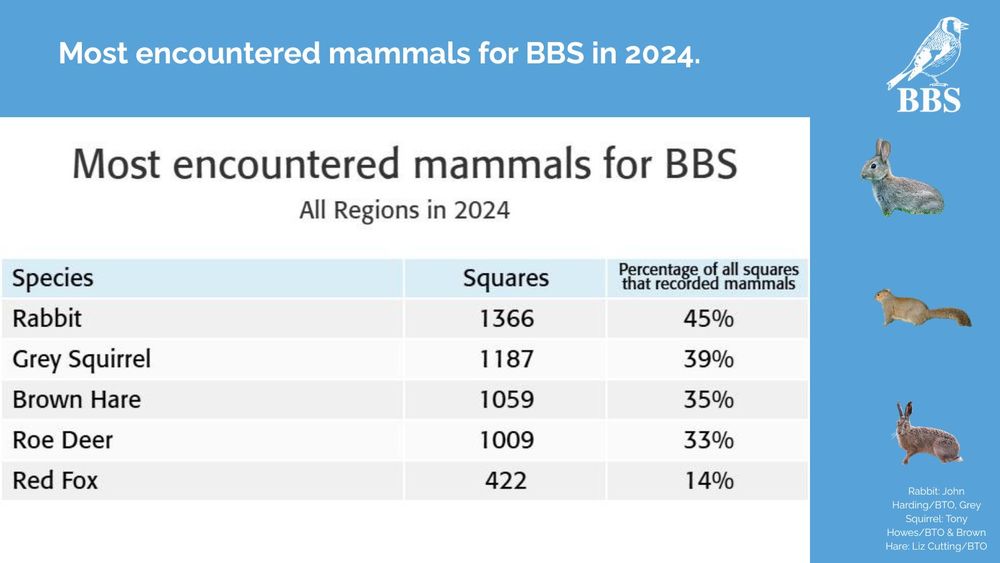 Most encountered mammals on BBS squares across the UK in 2024. 