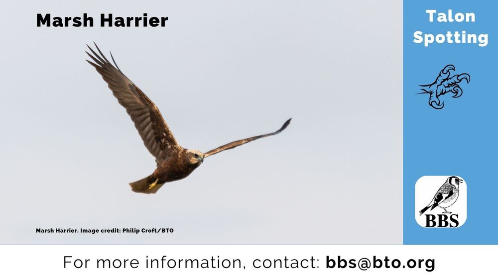 An image of a Marsh Harrier. 