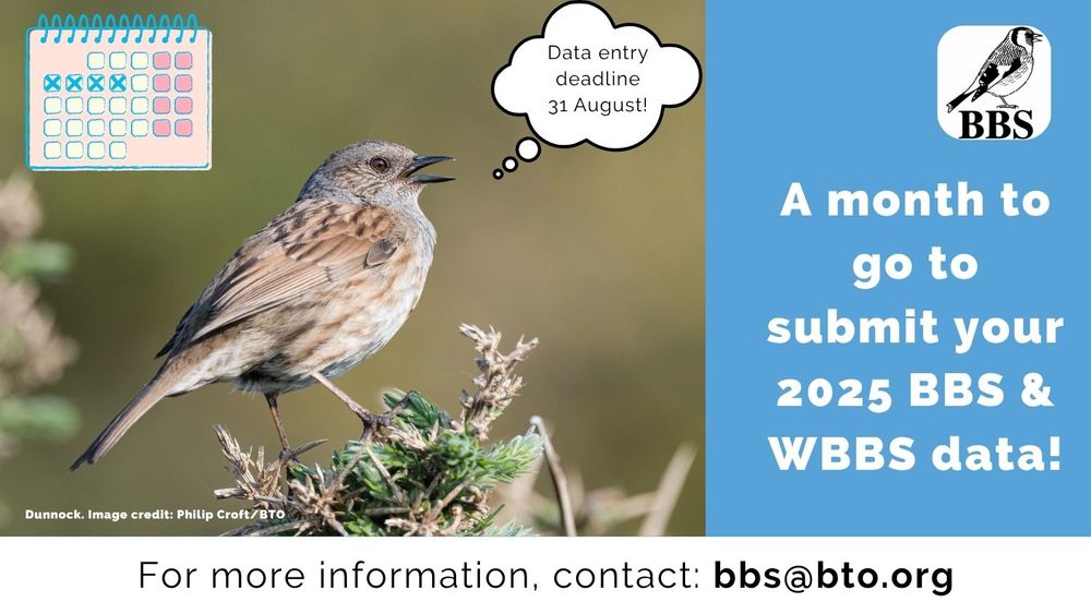 Dunnock. 