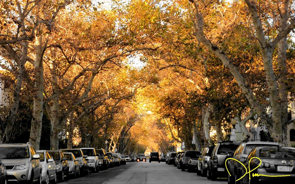 Looking down everyone's idea of a wealthy suburban lane, with a canopy of amber overhead. No really it looked exactly like that. In my head. 