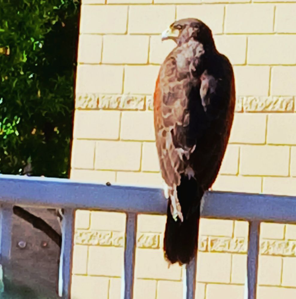 A hawk perched on a metal guard rail, watching their mate eat below