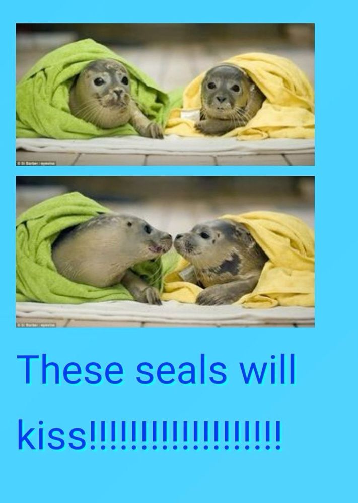 Original photo, two seals about to kiss
