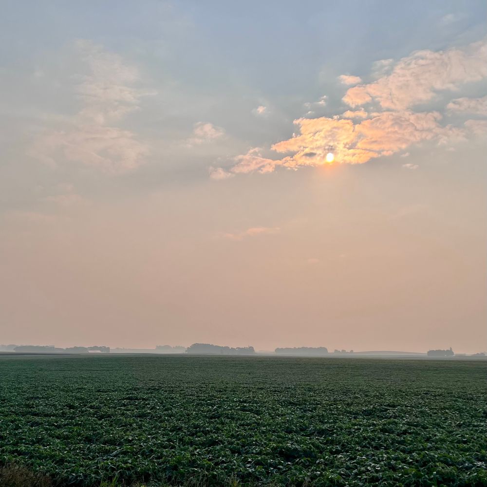 A soybean field. 