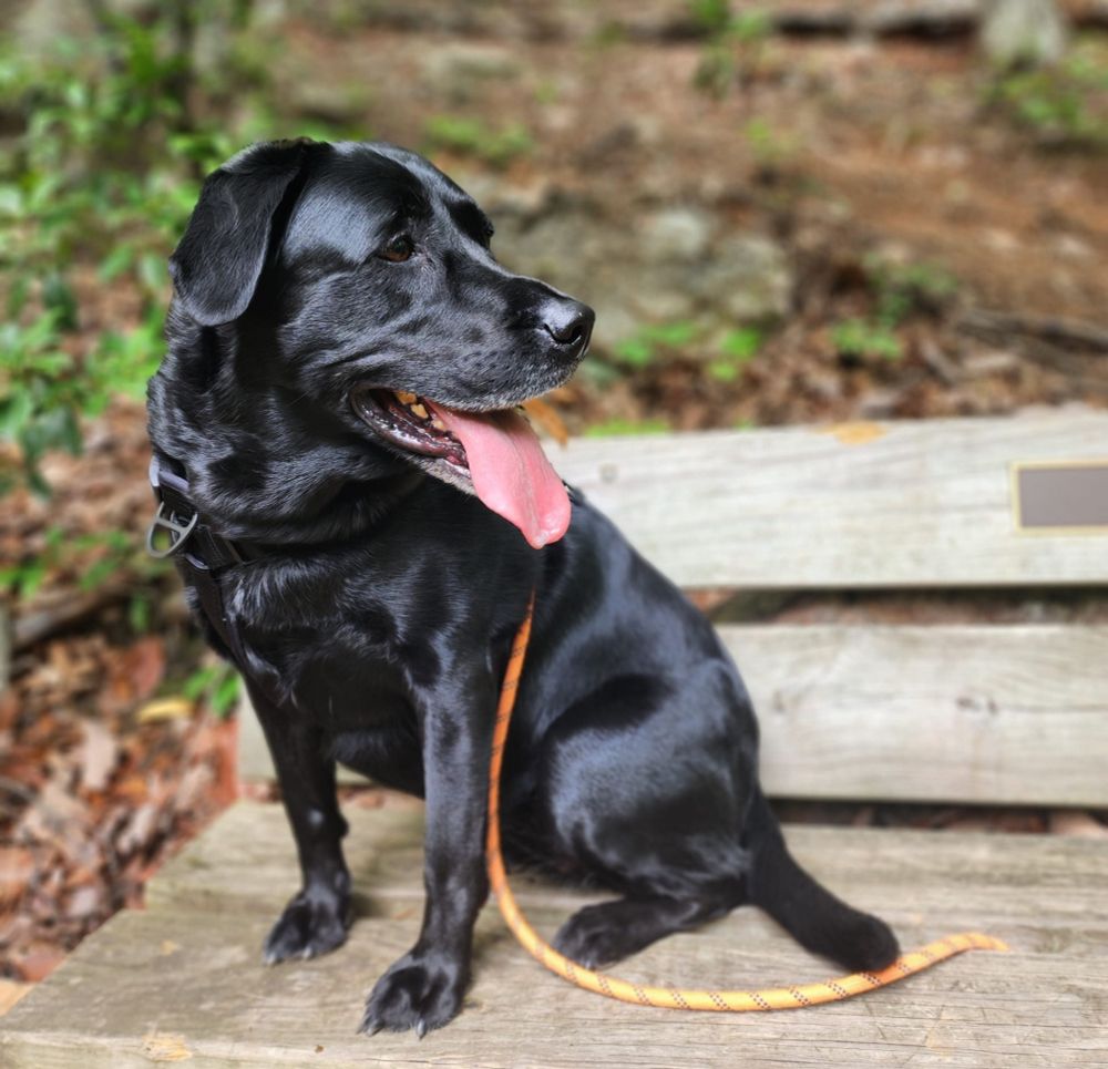 Black labrador retriever on leash resting during a hike in the Blue Ridge Mountains. 