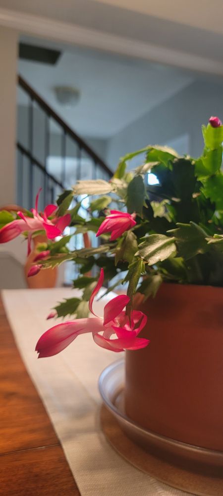 Holiday cactus with bright blooms