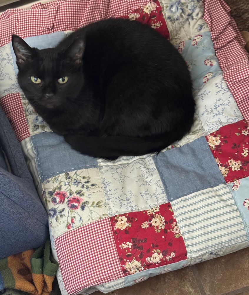 “Cat-tentment” Black cat with green eyes curled up on a patchwork cozy quilt. 