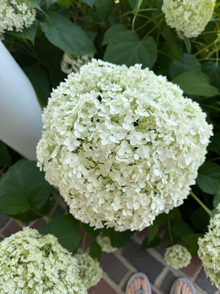 White Annabelle Hydrangea —about cantaloupe sized