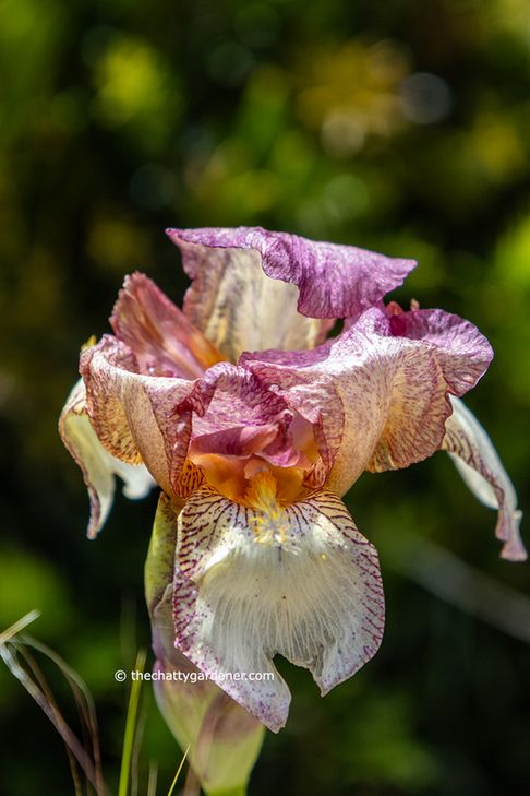 White, purple and bronze iris flower.