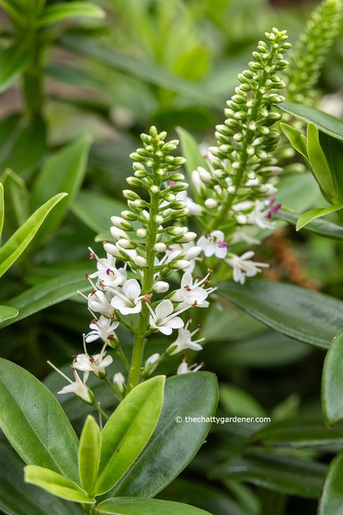 White hebe flowers set among green foliage.